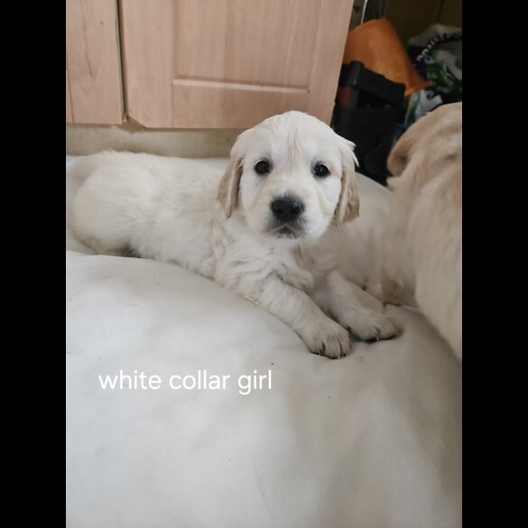 Golden Retriever - Both