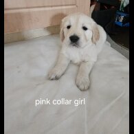 Golden Retriever - Both
