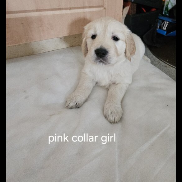 Golden Retriever - Both
