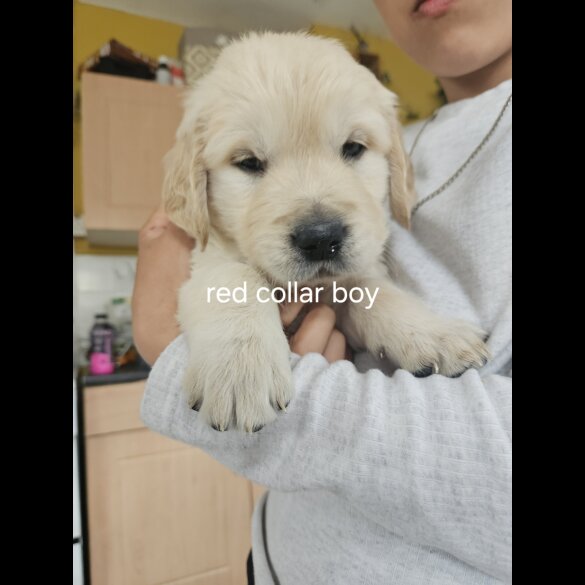 Golden Retriever - Both