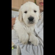 Golden Retriever - Both