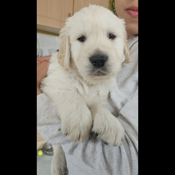 Golden Retriever - Both
