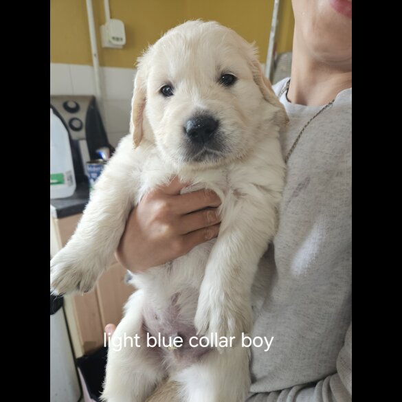 Golden Retriever - Both