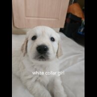 Golden Retriever - Both