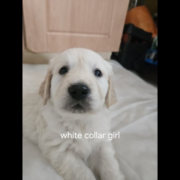 Golden Retriever - Both