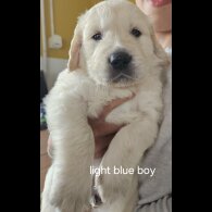 Golden Retriever - Both