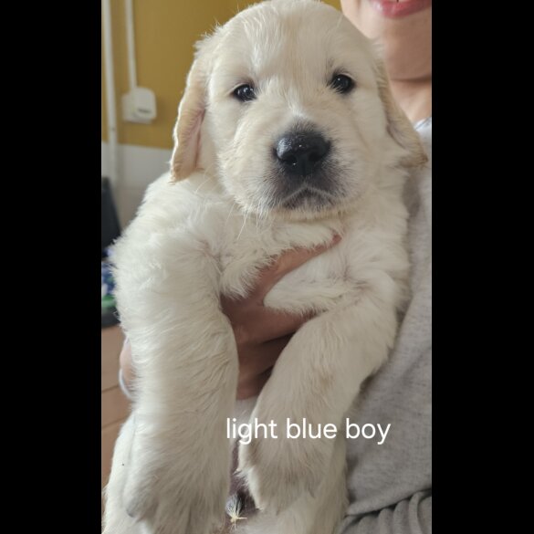 Golden Retriever - Both