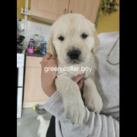 Golden Retriever - Both