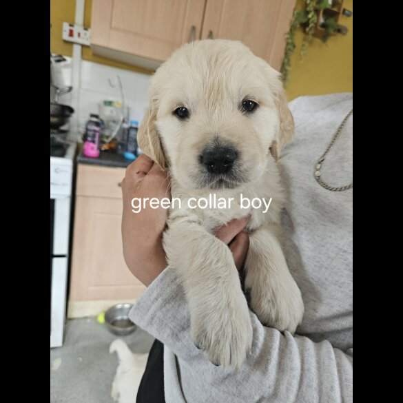 Golden Retriever - Both