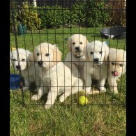 Golden Retriever - Both