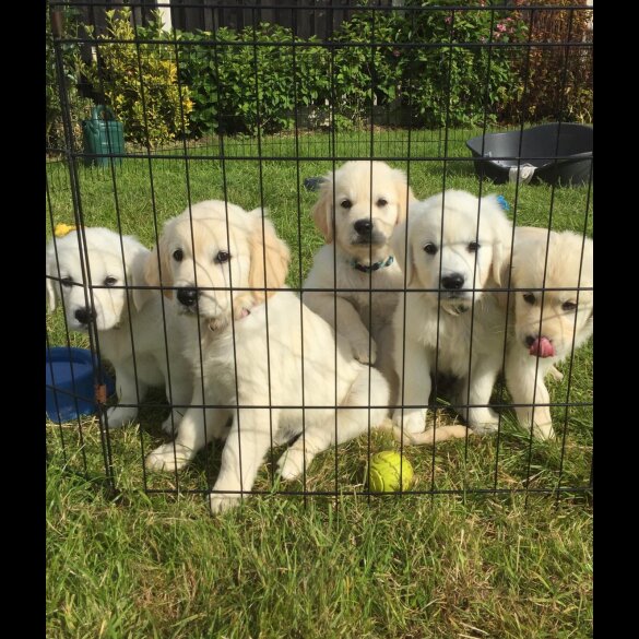 Golden Retriever - Both