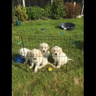 Golden Retriever - Both