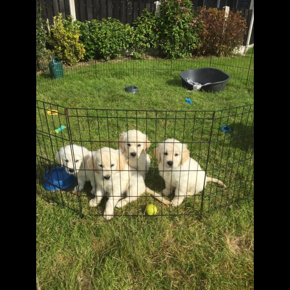 Golden Retriever - Both