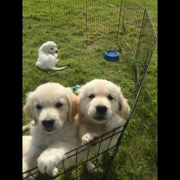 Golden Retriever - Both
