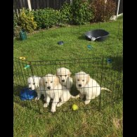 Golden Retriever - Both