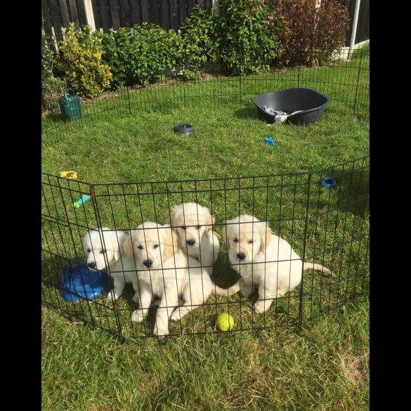 Golden Retriever - Both