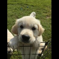 Golden Retriever - Both