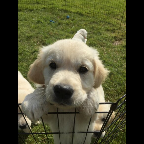 Golden Retriever - Both