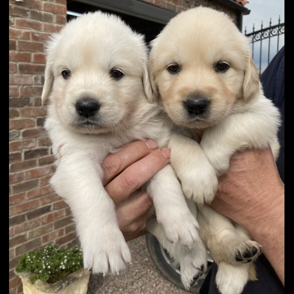 Golden Retriever - Both