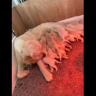 Golden Retriever - Both