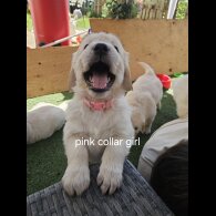 Golden Retriever - Both