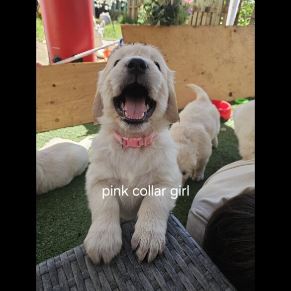 Golden Retriever - Both