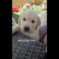 Golden Retriever - Both