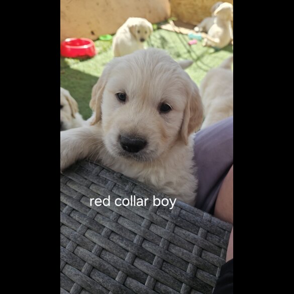 Golden Retriever - Both