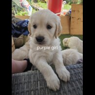 Golden Retriever - Both