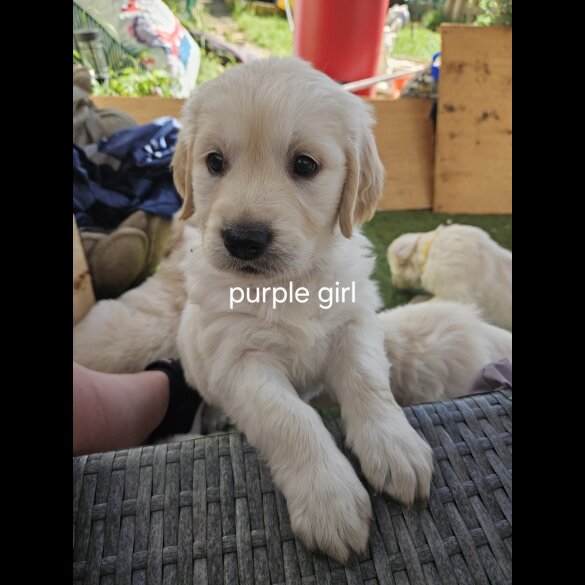 Golden Retriever - Both