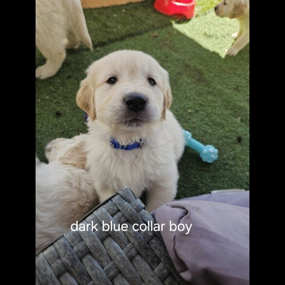 Golden Retriever - Both