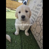 Golden Retriever - Both