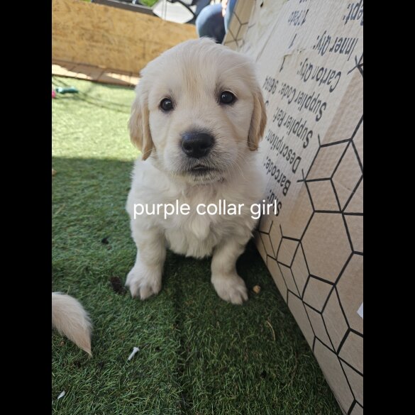 Golden Retriever - Both