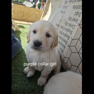 Golden Retriever - Both