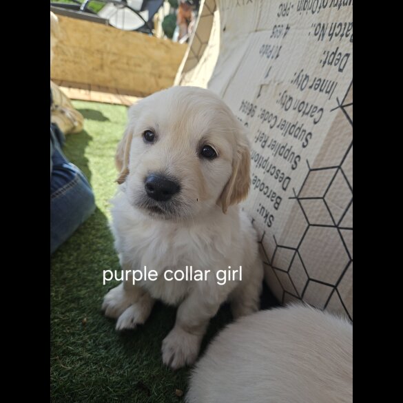 Golden Retriever - Both