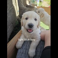 Golden Retriever - Both