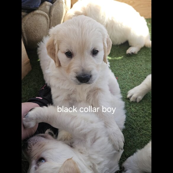 Golden Retriever - Both