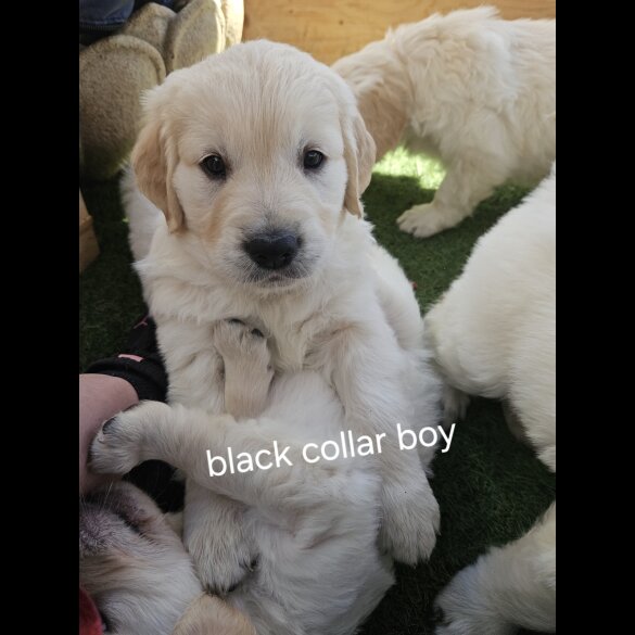 Golden Retriever - Both