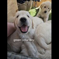 Golden Retriever - Both