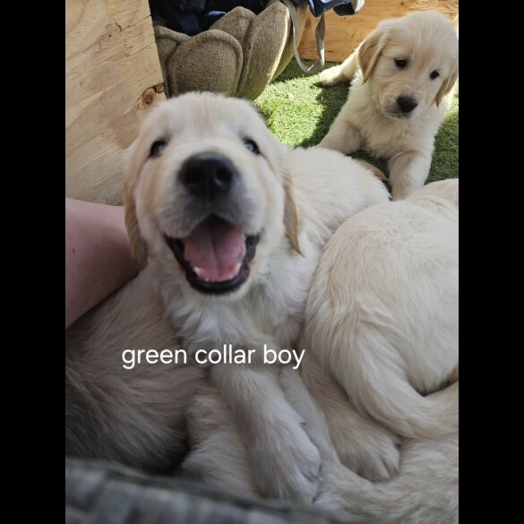 Golden Retriever - Both