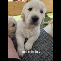 Golden Retriever - Both