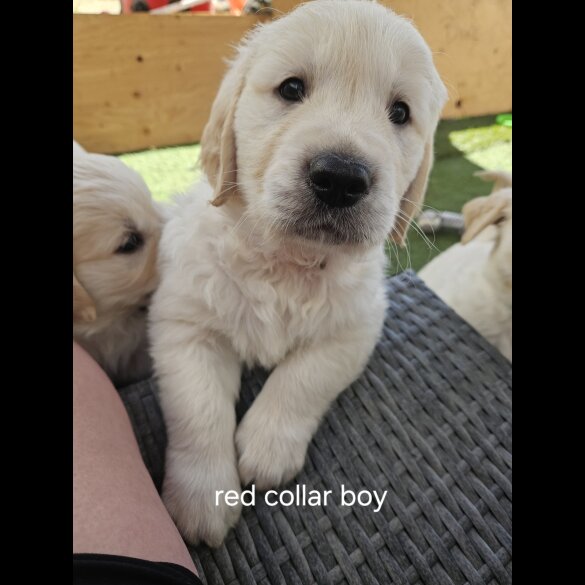 Golden Retriever - Both