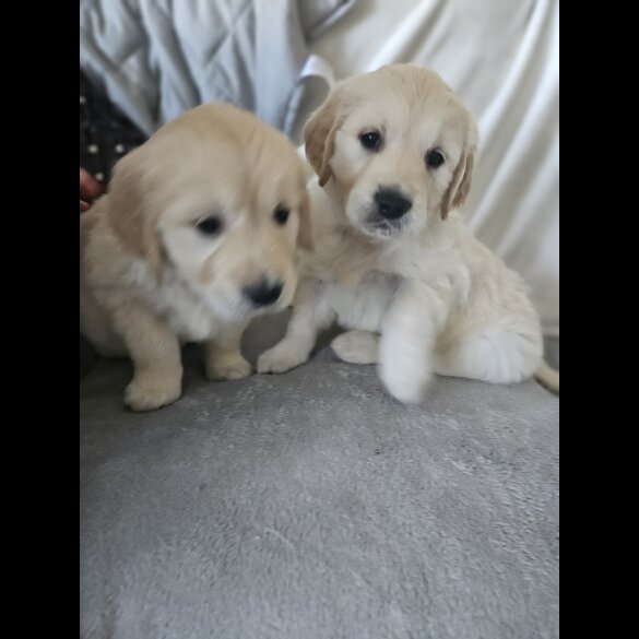 Golden Retriever - Both