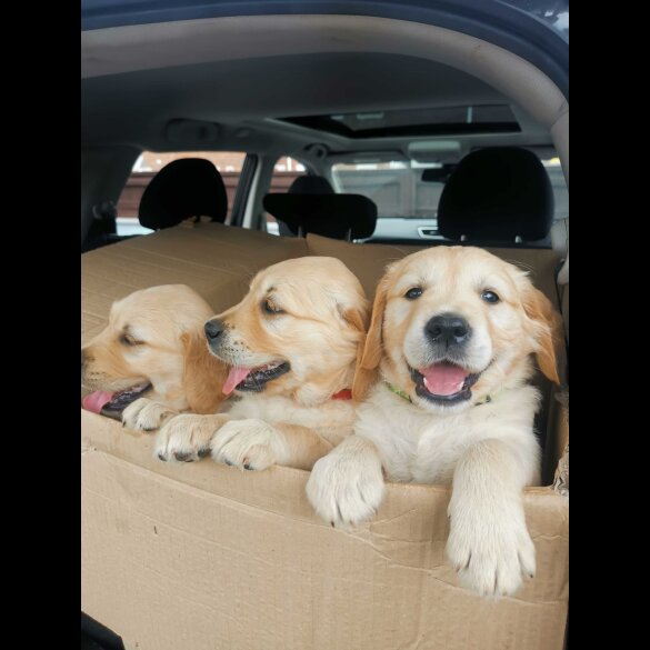 Golden Retriever - Both