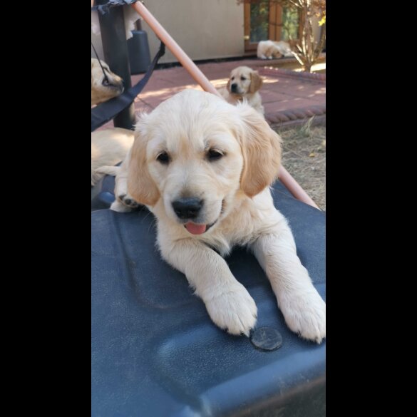 Golden Retriever - Both