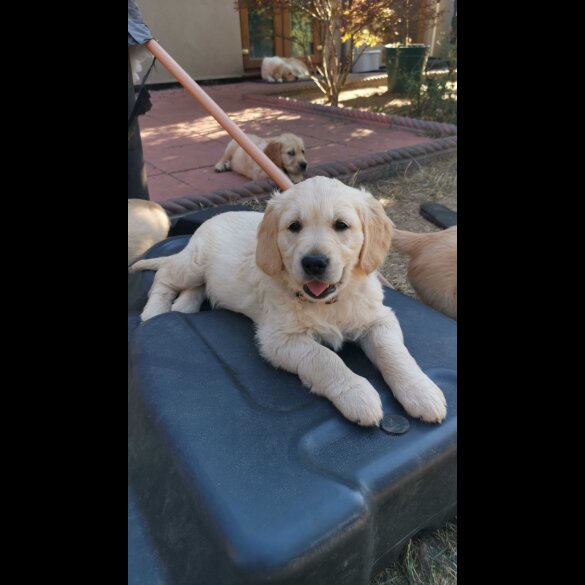 Golden Retriever - Both