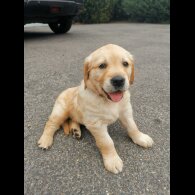 Golden Retriever - Both