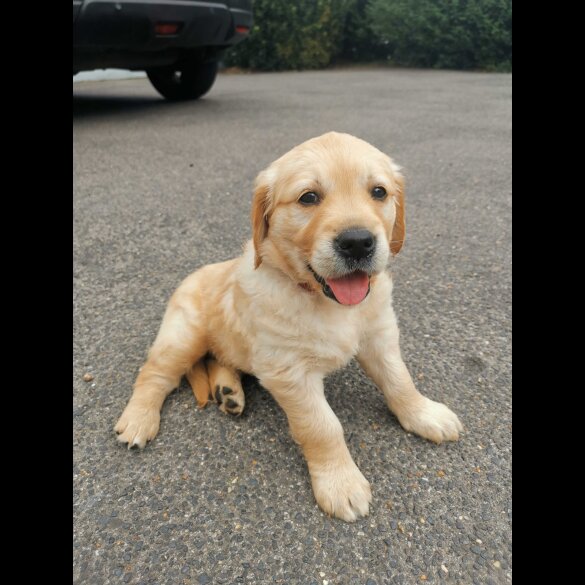 Golden Retriever - Both