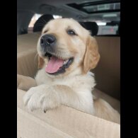 Golden Retriever - Both