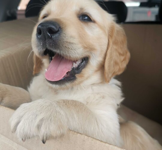 Golden Retriever
